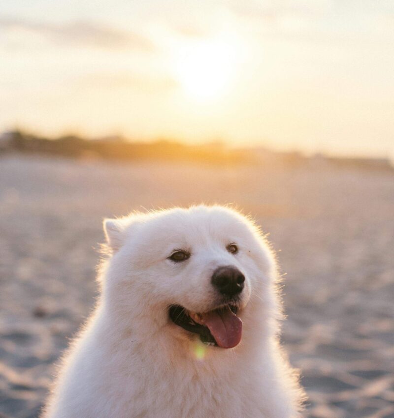 pexels-anntarazevich-8152002 (1)