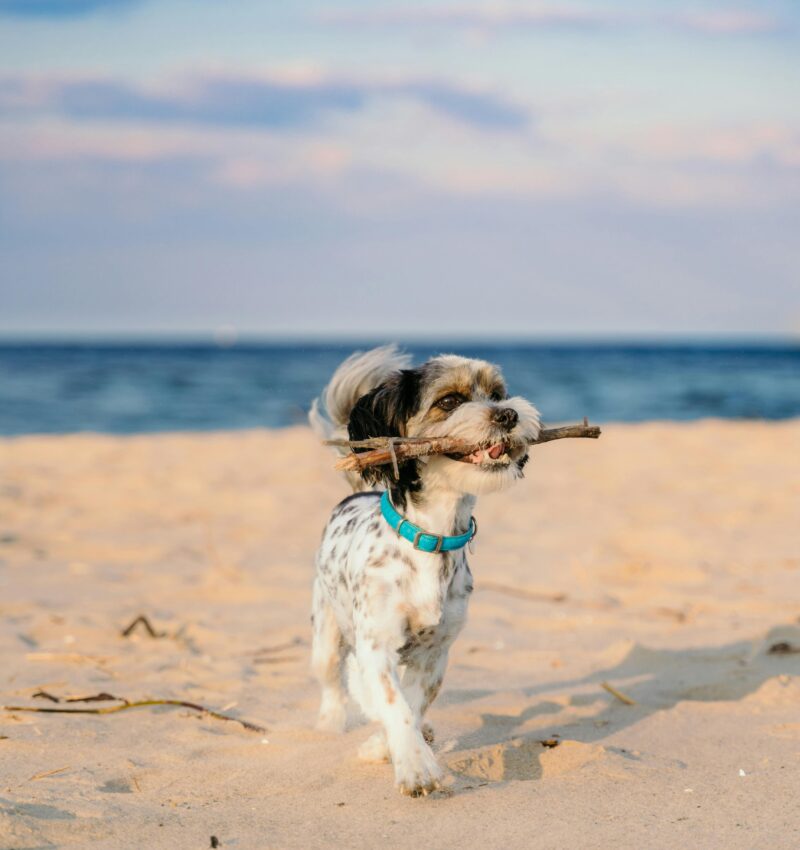 pexels-barczakshoots-7947539